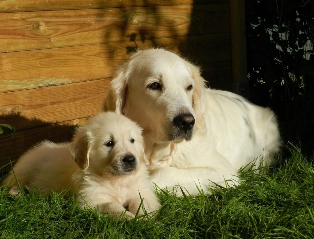 Understanding Dog Reverse Sneezing at Night: Best 7 Tips!