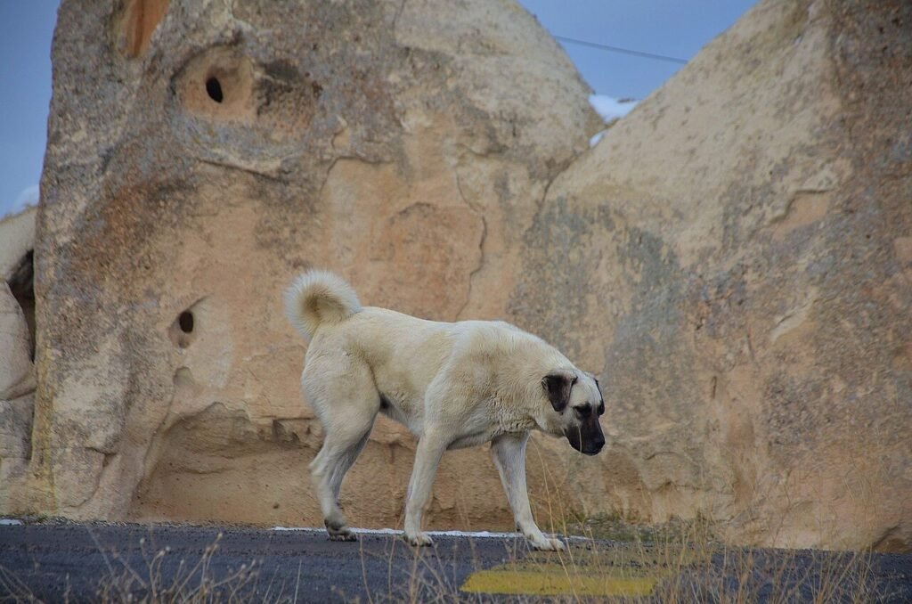 Can I Give My Dog Coconut Water? Best 7 Expert Tips!