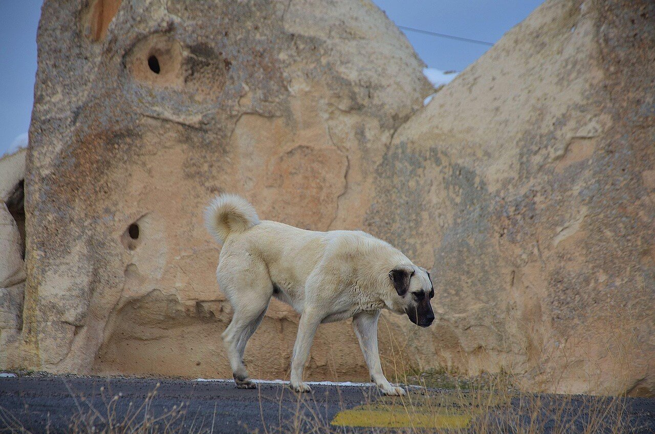 Can I Give My Dog Coconut Water? Best 7 Expert Tips!
