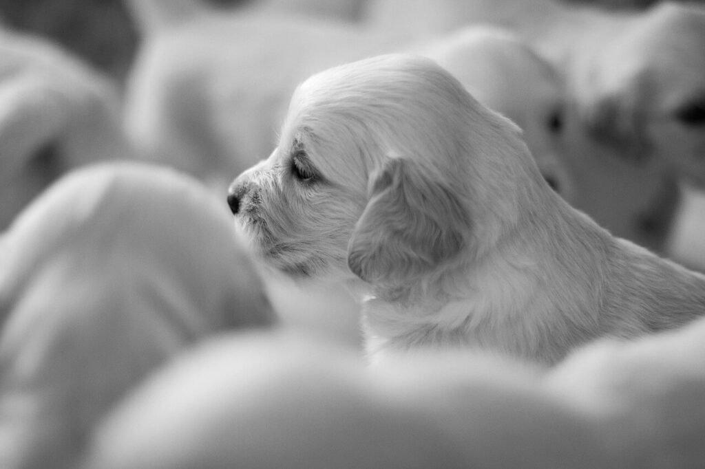 Understanding Dog Pregnancy Week by Week: Best 7 Tips!