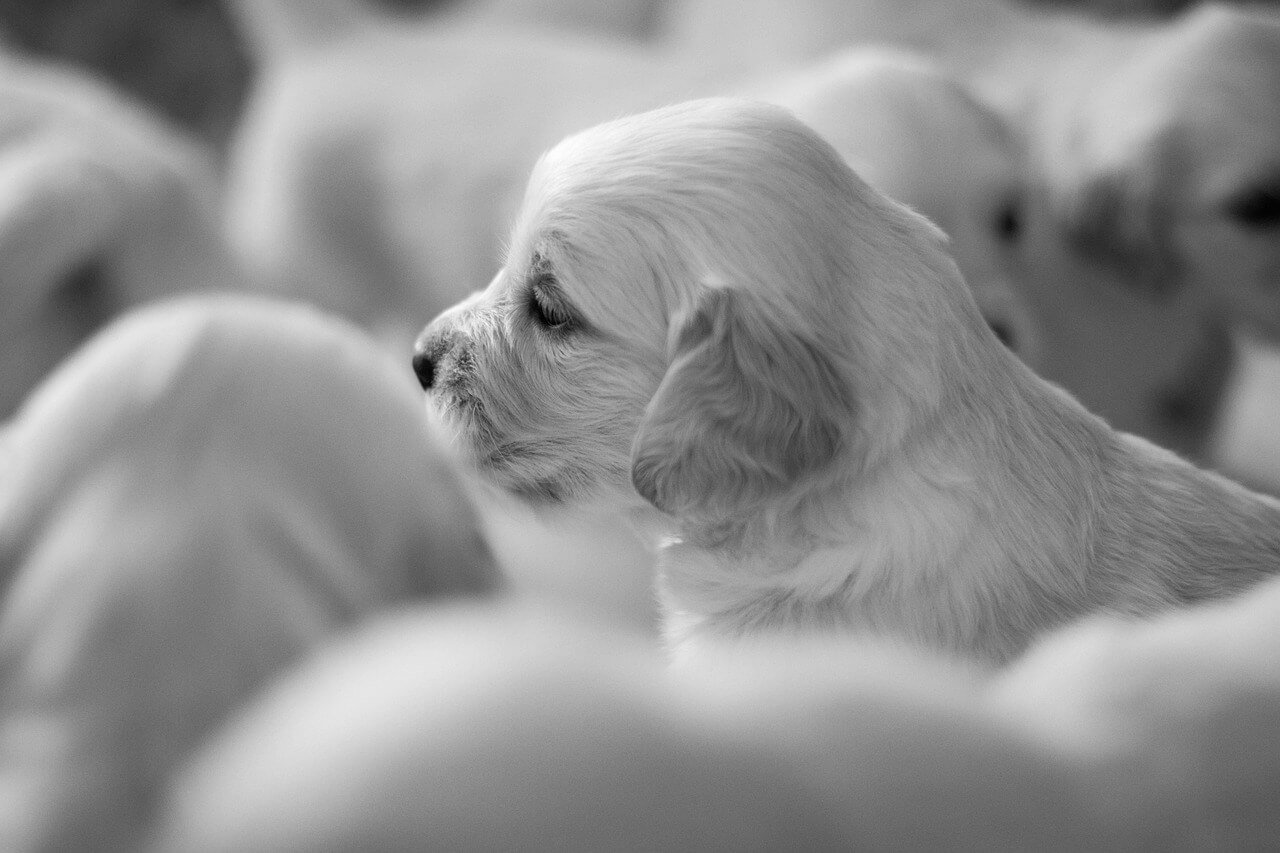 Understanding Dog Pregnancy Week by Week: Best 7 Tips!