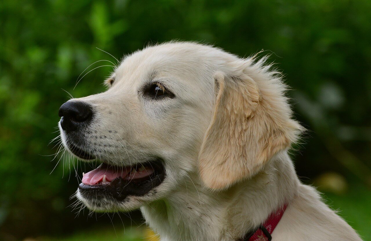 Most Loving Dog Breeds: Best 7 Expert Tips!