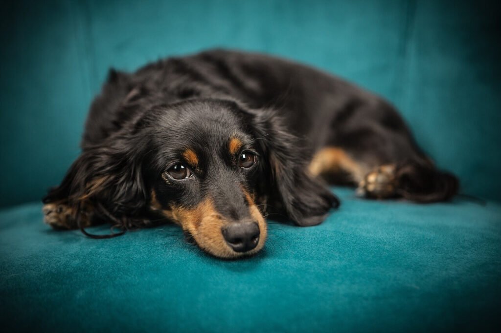 Can Dogs Eat Dates? Best 7 Health Tips!