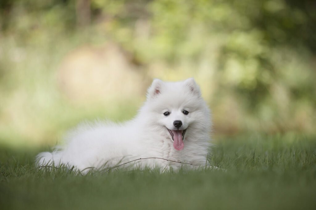 Why Does My Dog Eat Rocks? Best 7 Expert Tips!
