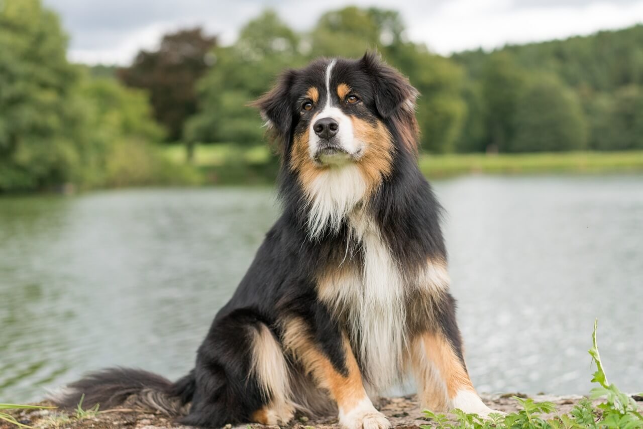 Why Dog Bone Broth is a Game-Changer: Best 7 Health Tips!