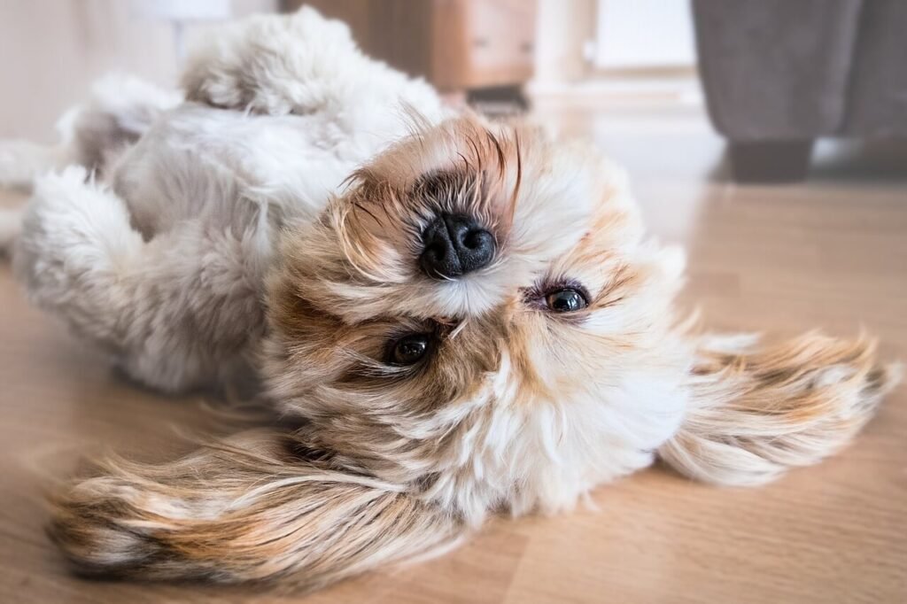 Understanding Dog Stomach Anatomy: Best 7 Health Tips!