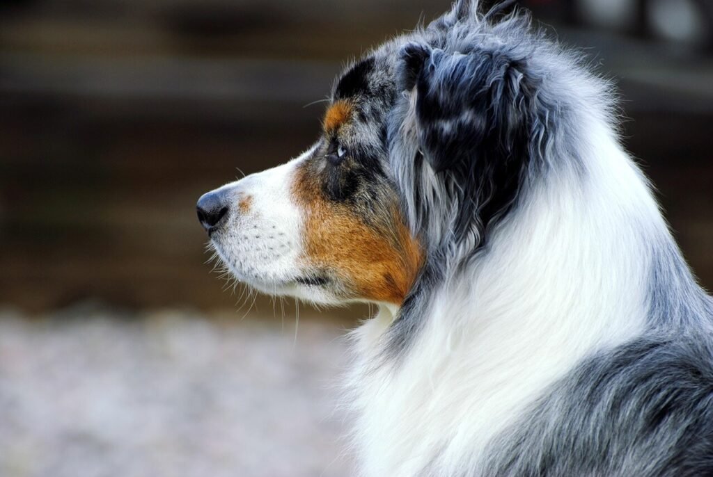 Can I Feed My Adult Dog Puppy Food? Best 7 Health Tips!