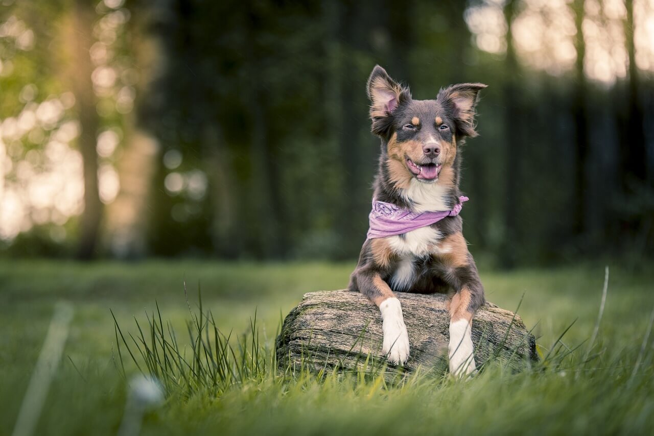 Why Does My Dog Smell Like Metal? Best 7 Expert Tips!