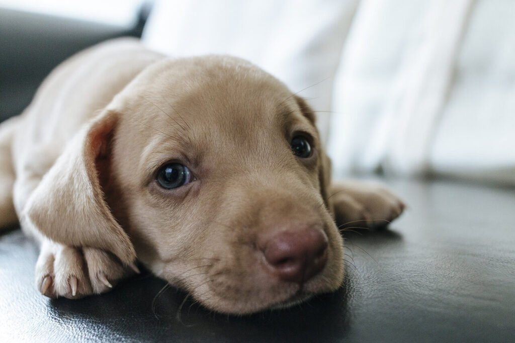 Understanding Dog Eye Bleeding: Best 7 Health Tips!