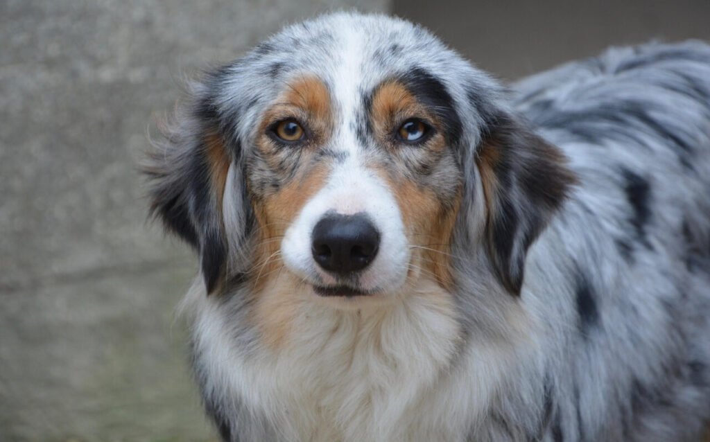 How to Get Dog Poop Out of Carpet: Best 7 Expert Tips!