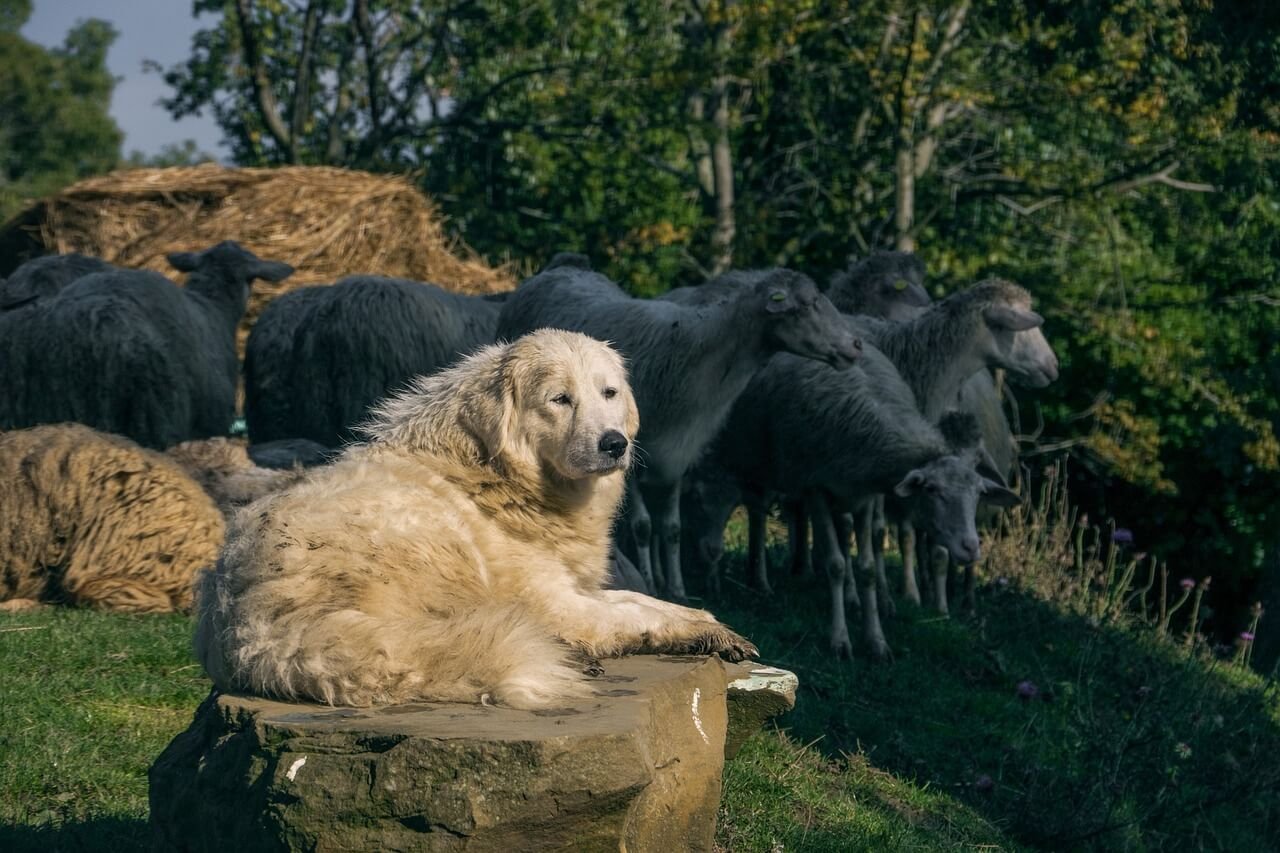 Discovering the Majestic Maremma Dog Breed: Best 7 Tips!