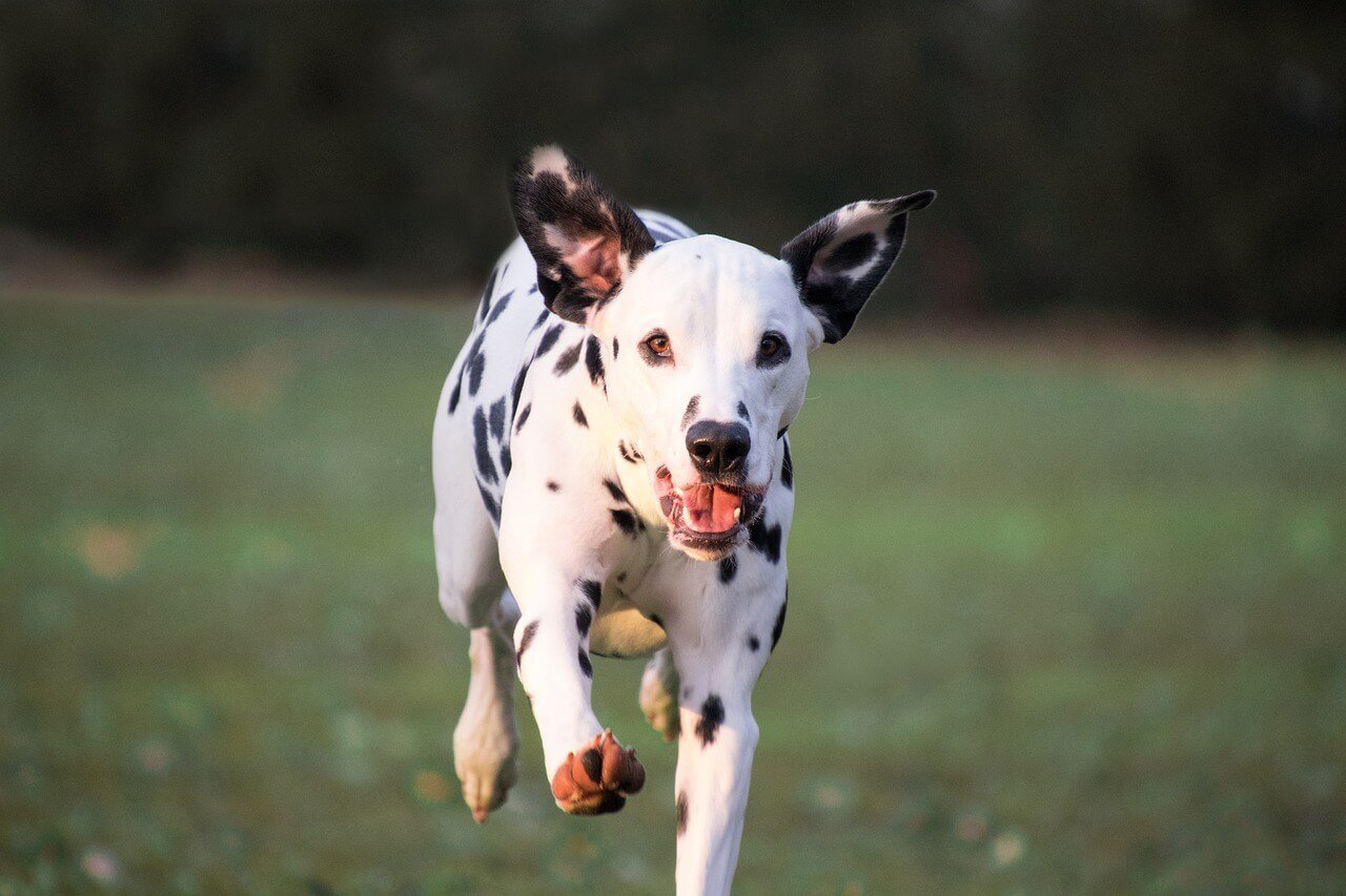 My Dog Has a Loose Tooth: Best 7 Expert Tips!