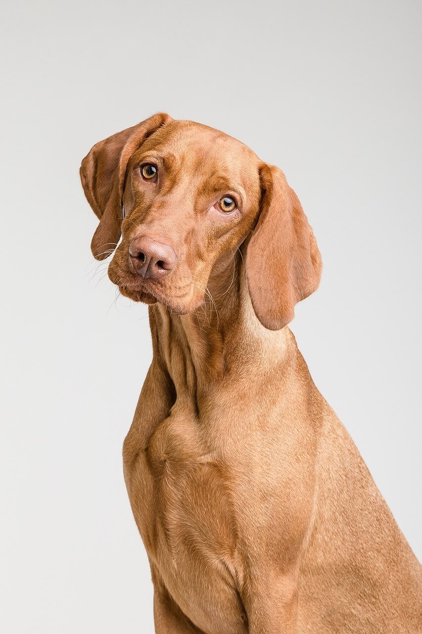 Why Dogs Kick Their Back Legs: Best 7 Expert Tips!