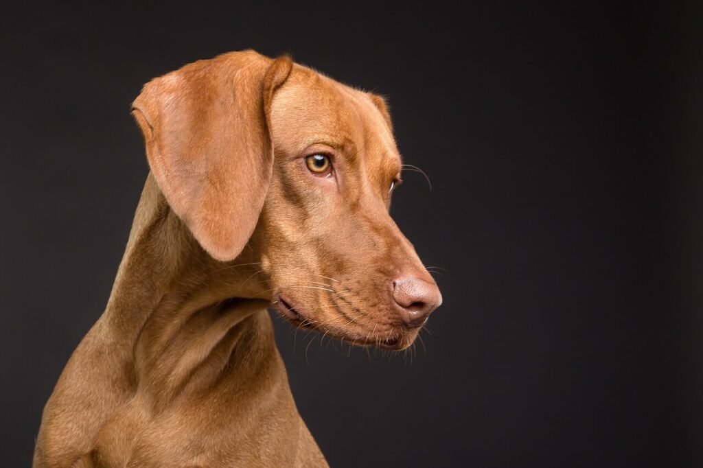 Can Dogs Eat Tofu? Best 7 Expert Tips!