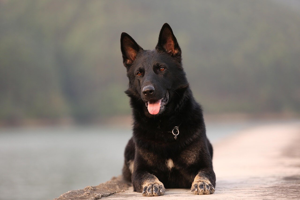 Discover the Italian Shepherd Dog: Best 7 Expert Tips!