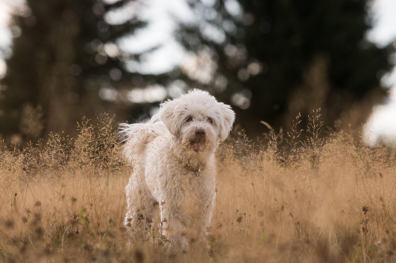 Understanding Swollen Eye in Dogs: Best 7 Health Tips!