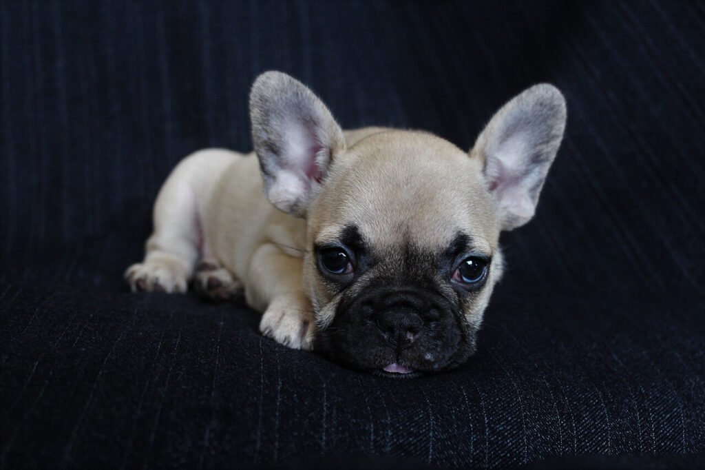 Why Doesnt My Dog Listen to Me? Best 7 Behavior Tips!