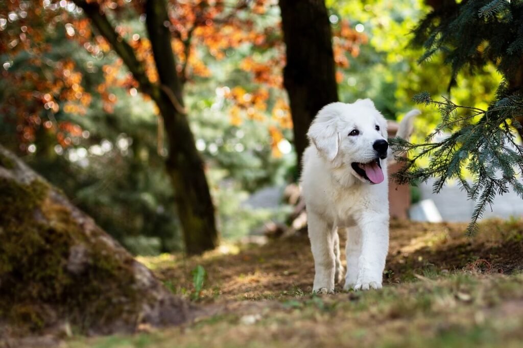 The Cost of Dog Hip Replacement Surgery: Best 7 Health Tips!