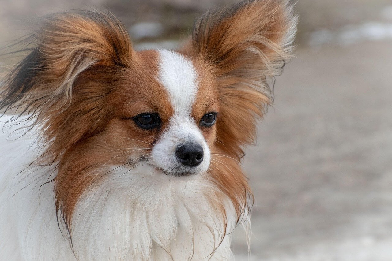 Papillon Dog Price: Best 7 Expert Tips!