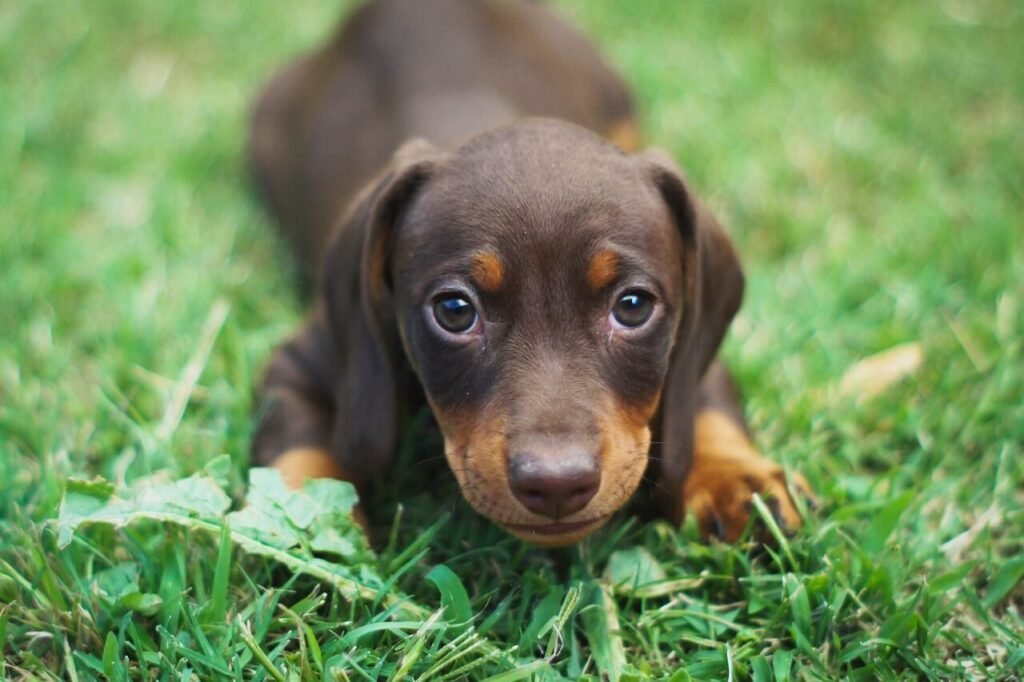 Why Is My Dog Licking the Air? Best 7 Behavior Tips!