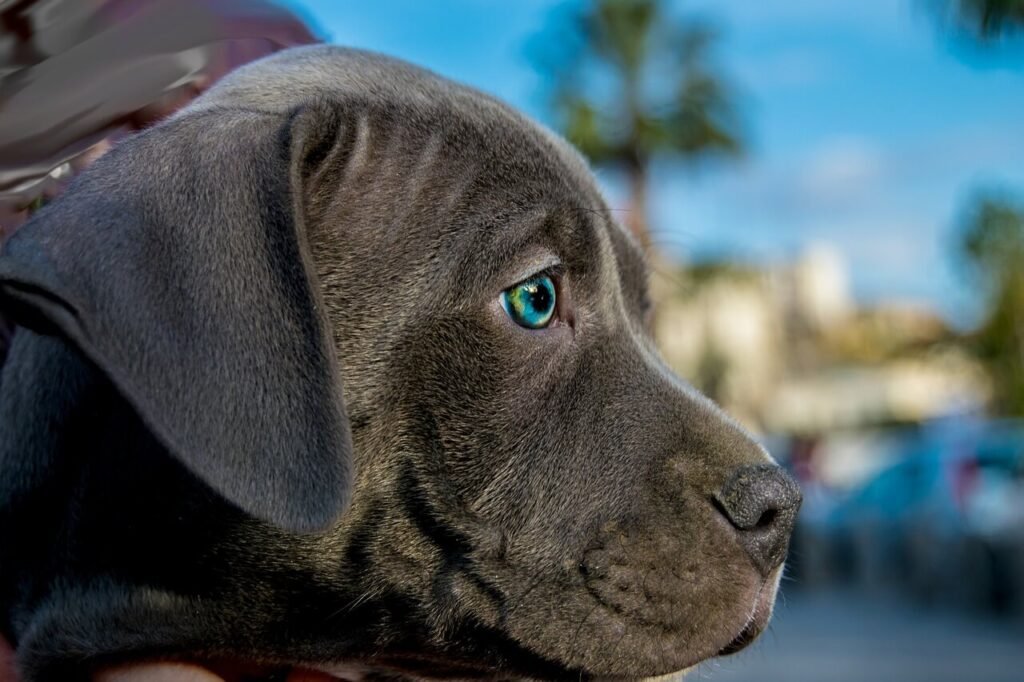 When Your Dog Ate Charcoal: Best 7 Health Tips!