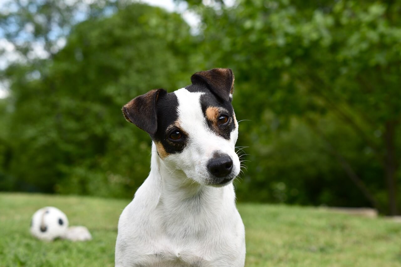 Understanding Grey Dog Poop: Best 7 Health Tips!