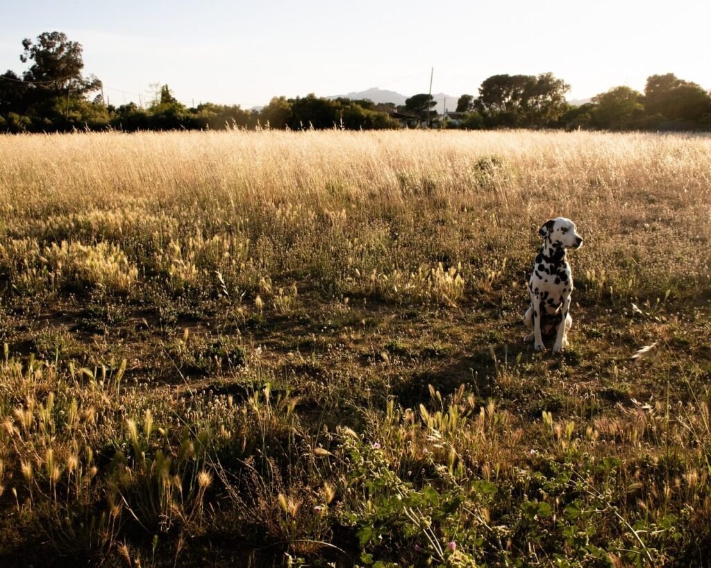 Why Is My Dog Acting Scared? Best 7 Behavior Tips!