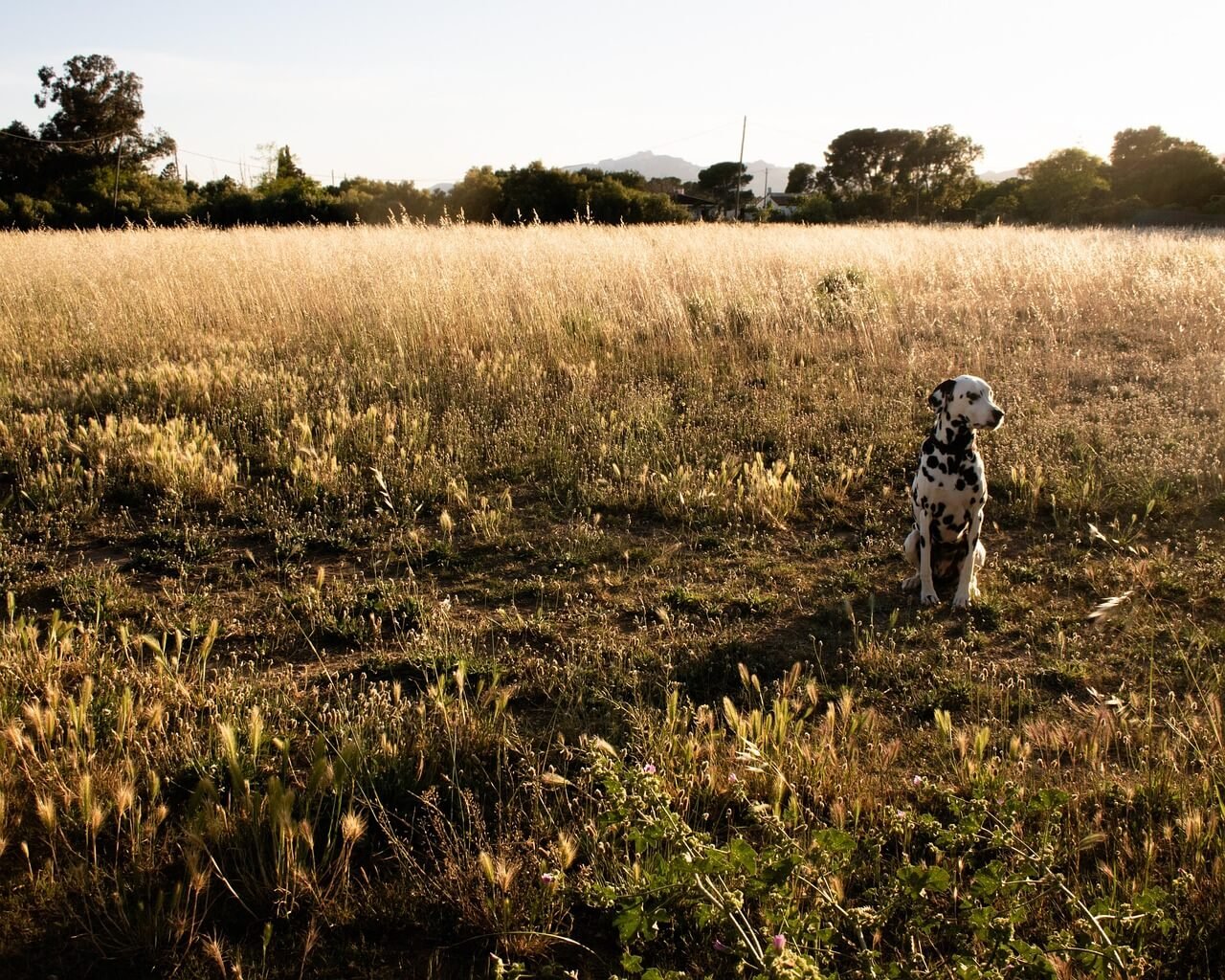 Why Is My Dog Acting Scared? Best 7 Behavior Tips!