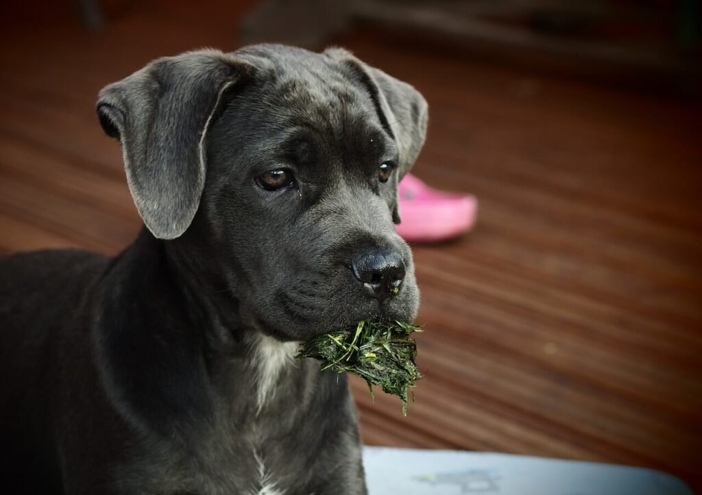 Understanding and Managing Dog Hairballs: Best 7 Tips!