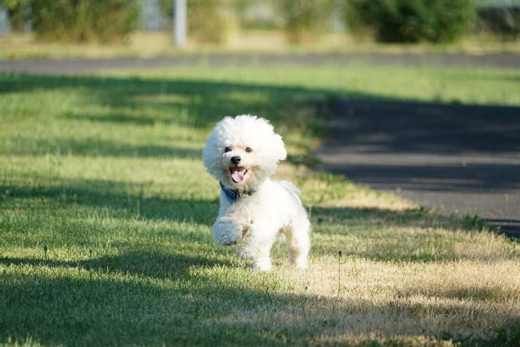 My Dog Ate a Rock Will It Pass? Best 7 Health Tips!