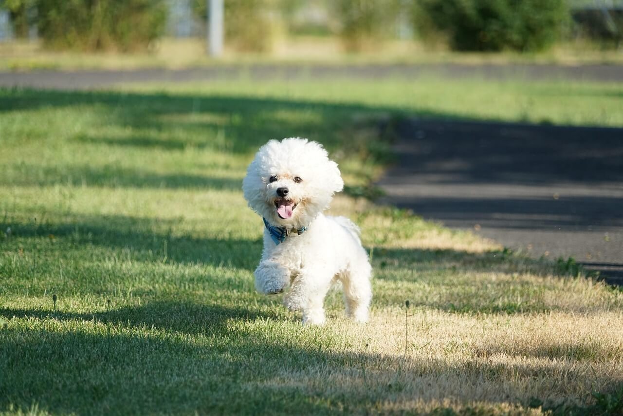My Dog Ate a Rock Will It Pass? Best 7 Health Tips!