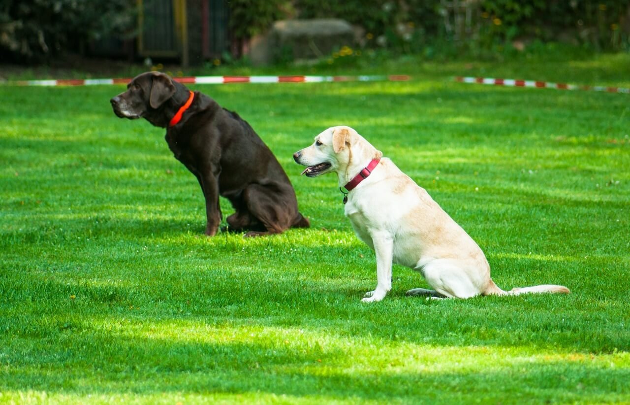 How Much Does Service Dog Training Cost? Best 7 Tips!