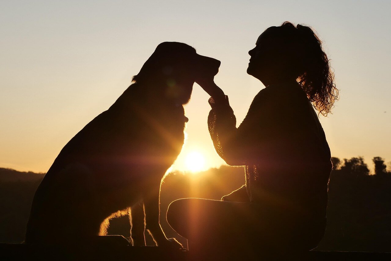 How to Deshed a Dog: Best 7 Expert Tips!