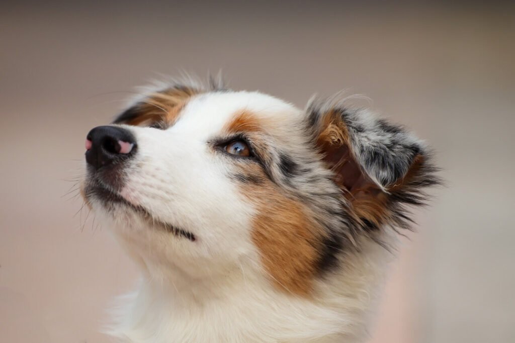 Can Dogs Eat Cherries? Best 7 Health Tips!