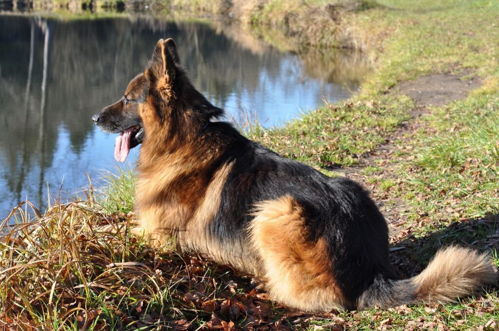 The Great Shepherd Dog: Best 7 Expert Tips!