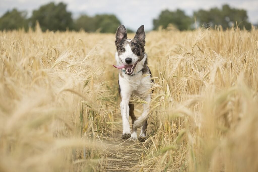 My Dog Was Attacked by Another Dog: Best 7 Expert Tips!