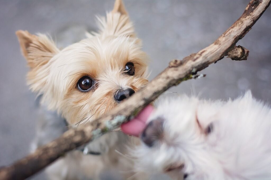 Dog Intestinal Blockage Surgery Costs: Best 7 Health Tips!