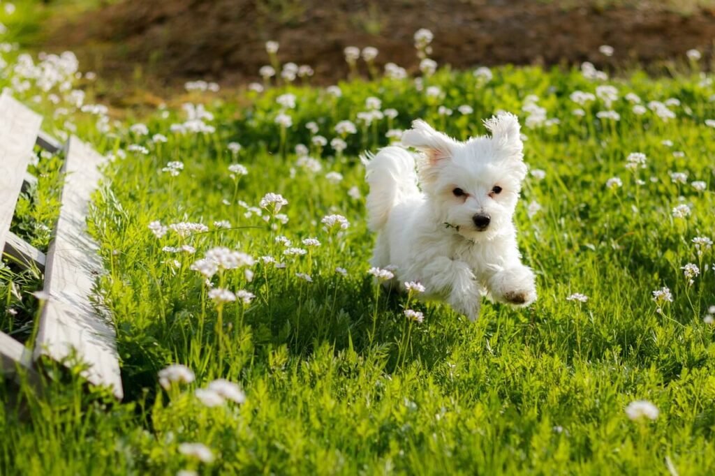 How Much Does a Maltese Dog Cost? Best 7 Expert Tips!
