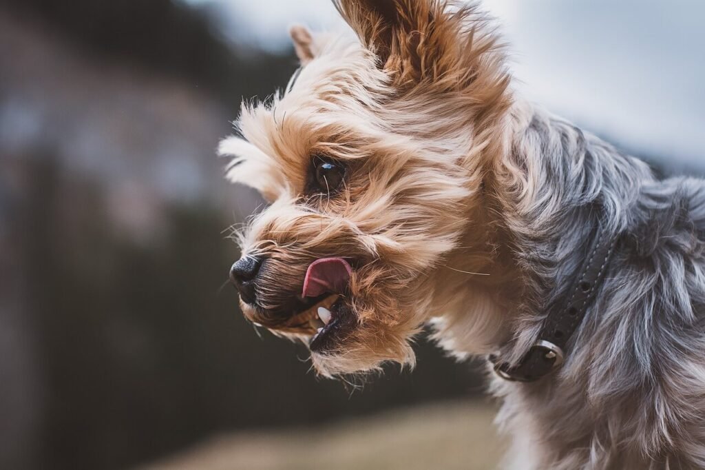 Why Does My Dog Sleep on My Head? Best 7 Behavior Tips!