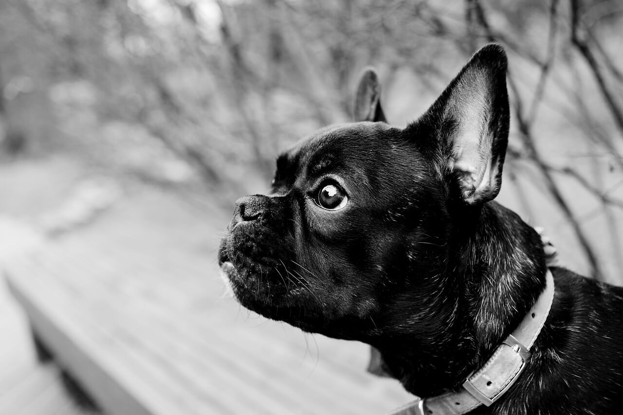 How Much Does an MRI for a Dog Really Cost? Best 7 Tips!