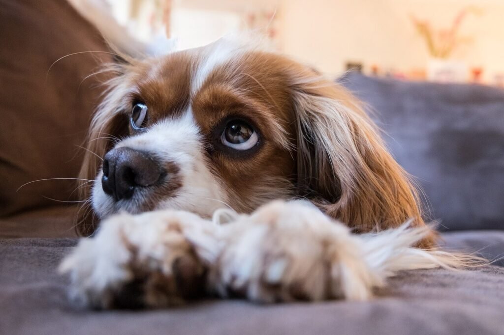 Understanding Dog Stroke Treatment at Home: Best 7 Tips!