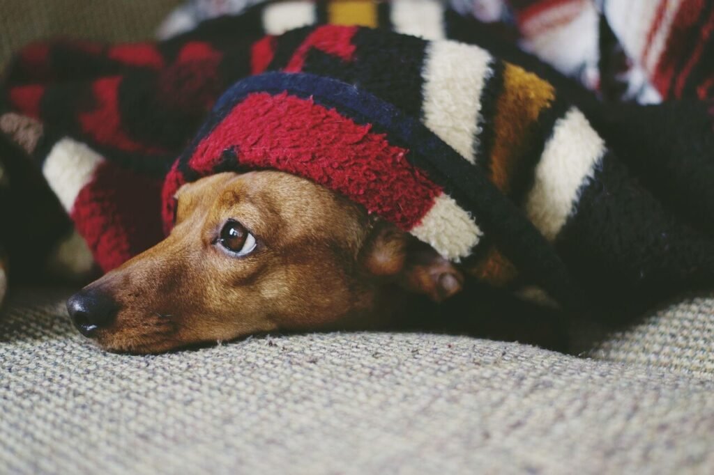 Why Is My Female Dog Hiding and Acting Strange? Best 7 Tips!
