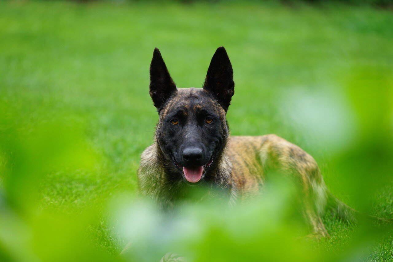 The Role of German Shepherd Police Dogs: Best 7 Expert Tips!