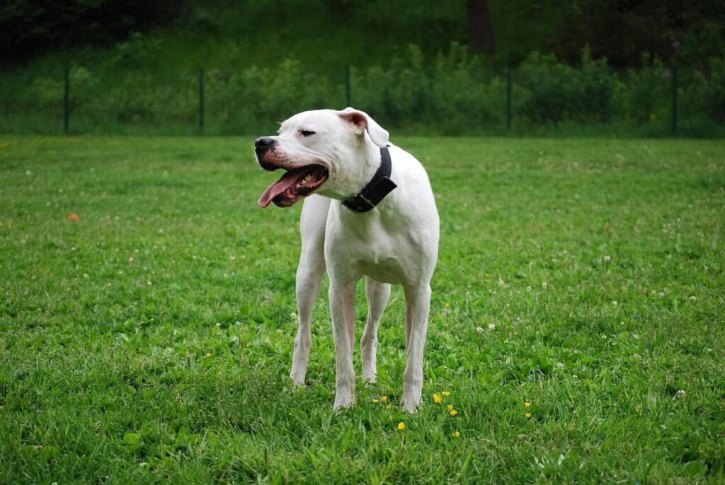 Understanding Cellulitis in Dogs: Best 7 Health Tips!