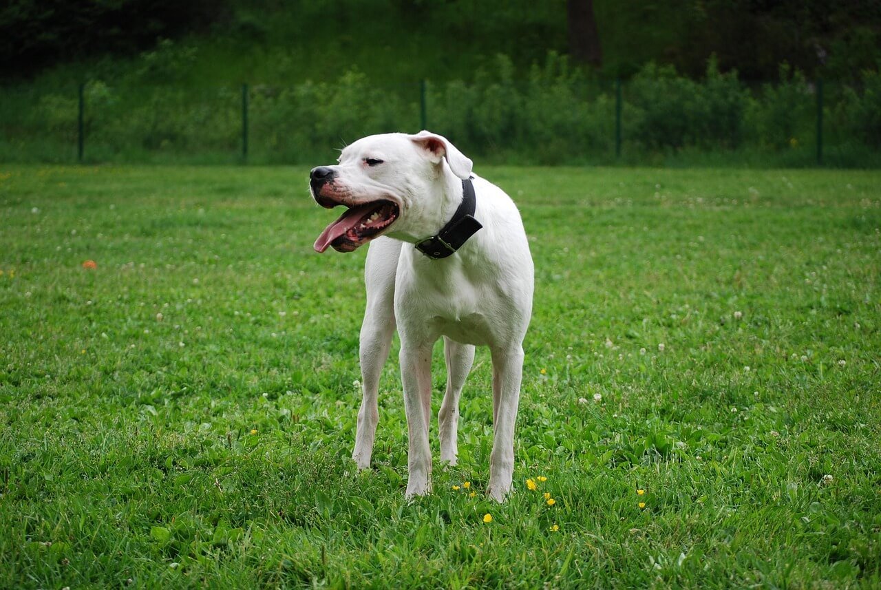 Understanding Cellulitis in Dogs: Best 7 Health Tips!