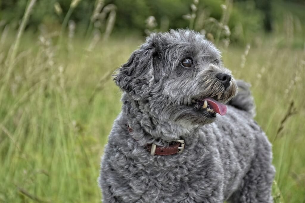 Understanding Sebaceous Adenoma in Dogs: Best 7 Health Tips!