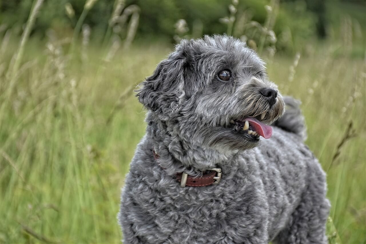 Understanding Sebaceous Adenoma in Dogs: Best 7 Health Tips!