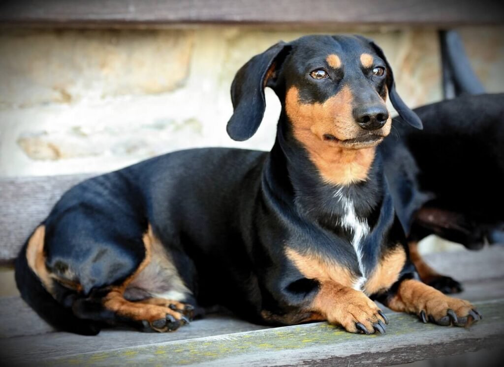 Can Dogs Eat Plantain? Best 7 Health Tips!