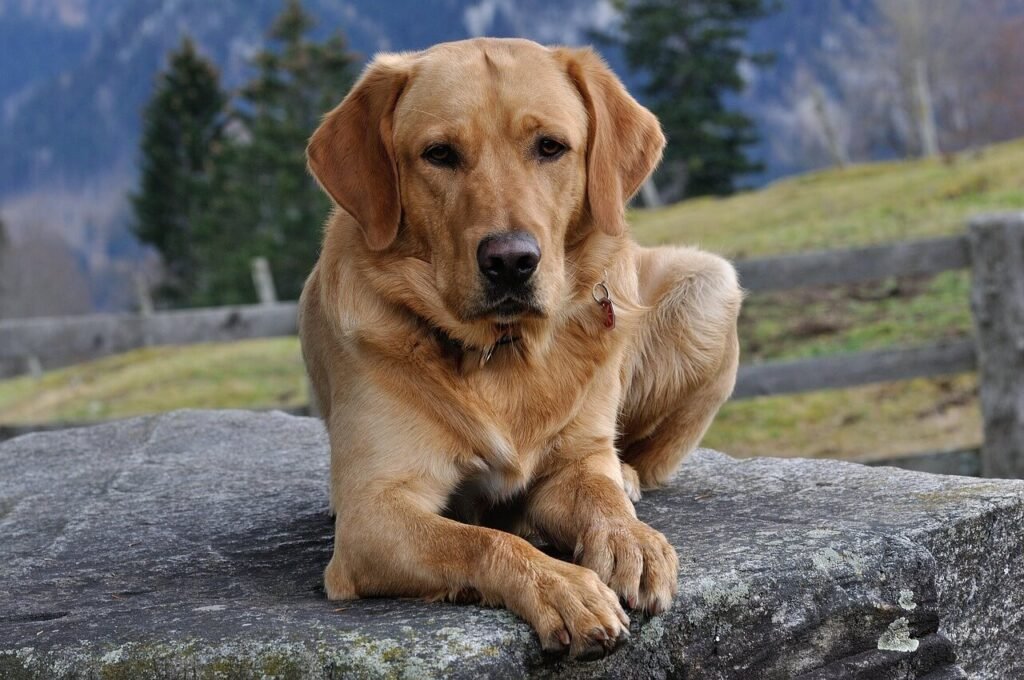 How to Stop Your Neighbors Dog from Barking: Best 7 Tips!