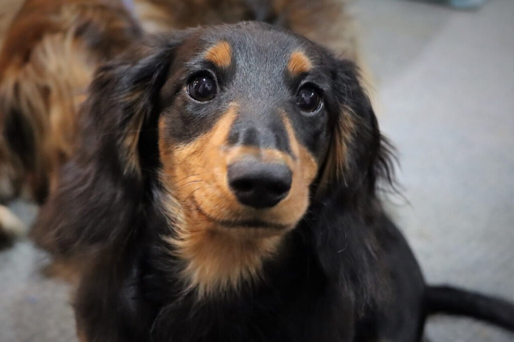 Why Does Your Dog Walk in Circles? Best 7 Behavior Tips!